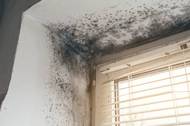Affordable Mold Remediation solutions in Sherborn, MA