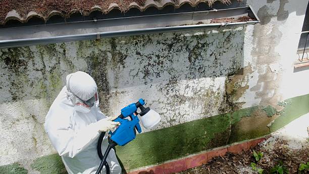Top rated local Mold Remediation specialists in Sherborn, MA